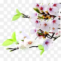 白色唯美花朵植物装饰春天