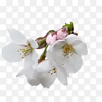 四朵白色花朵装饰