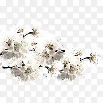 白色花朵白色桃花