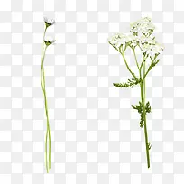 白色小花白色花朵植物