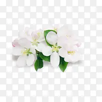 白色花朵唯美装饰