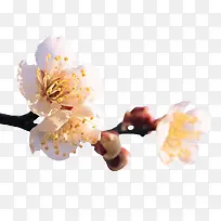 白色桃花花朵花枝装饰