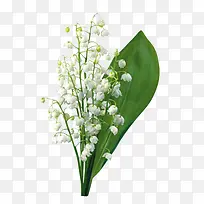 白色花朵绿叶壁纸
