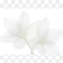 白色梦幻花朵海报