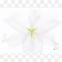 白色花朵花瓣绿叶