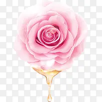 植物粉色玫瑰花浪漫花朵