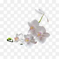 白色高清花朵花苞插图