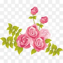 粉色玫瑰 玫瑰花 鲜花