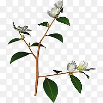 花朵藤蔓白色树枝植物