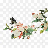 树枝白色花朵蝴蝶