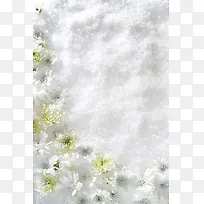 白色雪花嫩绿色花朵