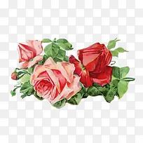 手绘水彩玫瑰花花纹素材