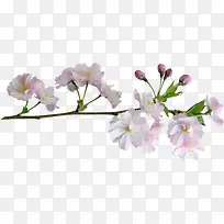 高清粉白色花朵花苞