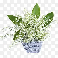 白色花朵绿叶花篮
