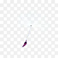 蒲公英