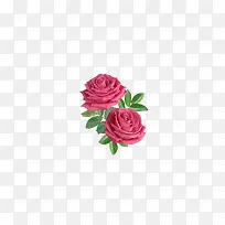 粉色玫瑰花