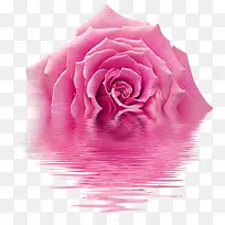 粉色玫瑰花高清壁纸