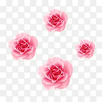 清新唯美粉色玫瑰花