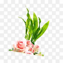 粉色玫瑰花芦荟叶装饰图案
