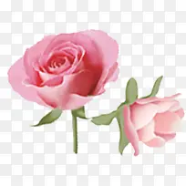 粉色柔美玫瑰花