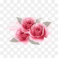 粉色玫瑰花花卉