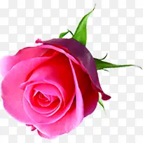 鲜艳粉色玫瑰花