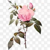 手绘粉色玫瑰花植物