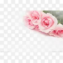 粉色温馨浪漫玫瑰花