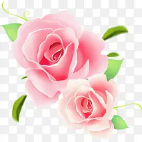 粉色手绘盛开玫瑰花