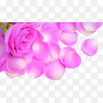粉色娇艳水珠玫瑰花