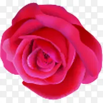 玫瑰花朵粉色图片