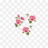 玫瑰花 粉色玫瑰 粉色花朵 花