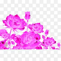手绘粉色玫瑰花装饰