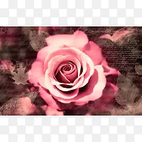 唯美粉色玫瑰花壁纸