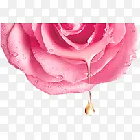 粉色清新玫瑰花装饰