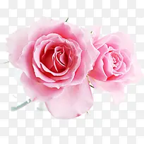 盛开粉色玫瑰花