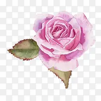粉色水彩玫瑰