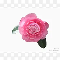 粉色好看玫瑰花PNG元素