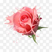 玫瑰花