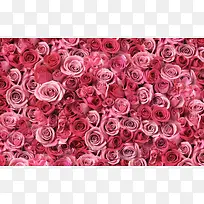粉色红色玫瑰花图片