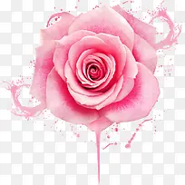 粉色的大玫瑰花