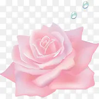 粉色玫瑰花花朵