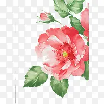 手绘玫瑰花