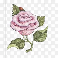 玫瑰花