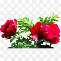 植物红色风景玫瑰花