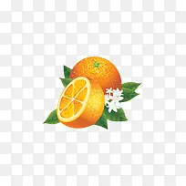 新鲜  水果 鲜橙