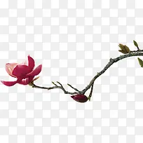 枝头一朵鲜花