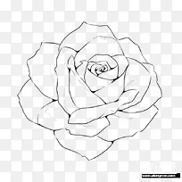 手绘的玫瑰花线稿