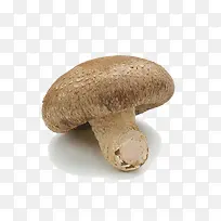 新鲜的菌菇