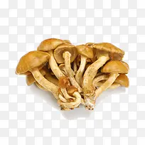 新鲜的野山菌菇
